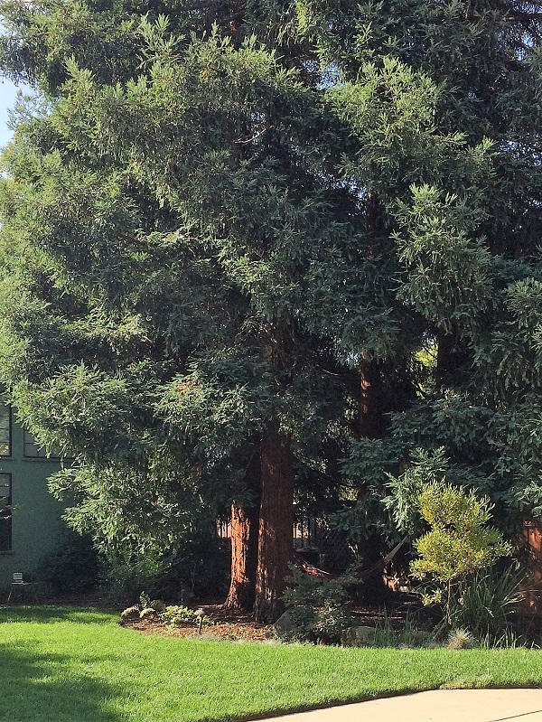 Redwoods im Garten
