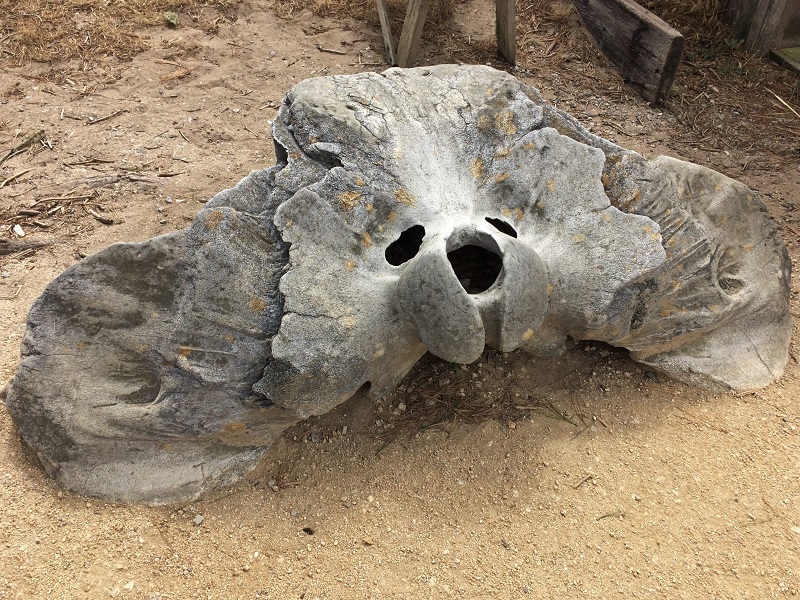 Der Schädel eines Seeelefanten