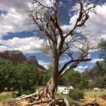 Mystisch: Verdorrter Baum