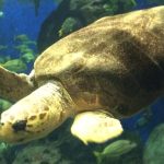 Meeresschildkröte